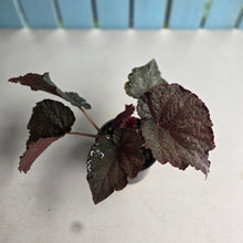 Load image into Gallery viewer, #R78 Begonia U485 - Blue Iridescent leaves under certain light