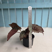 Load image into Gallery viewer, #R78 Begonia U485 - Blue Iridescent leaves under certain light