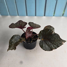 Load image into Gallery viewer, #R78 Begonia U485 - Blue Iridescent leaves under certain light