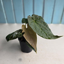 Load image into Gallery viewer, #RB18 Two x Headed Anthurium Black Panther x Luxurians
