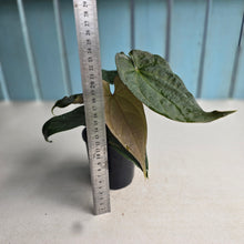 Load image into Gallery viewer, #RB18 Two x Headed Anthurium Black Panther x Luxurians