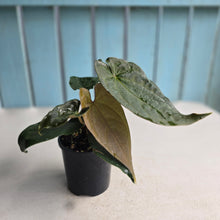 Load image into Gallery viewer, #RB18 Two x Headed Anthurium Black Panther x Luxurians
