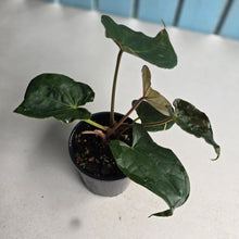 Load image into Gallery viewer, #RB18 Two x Headed Anthurium Black Panther x Luxurians