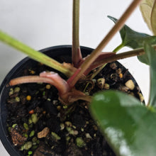 Load image into Gallery viewer, #RB18 Two x Headed Anthurium Black Panther x Luxurians