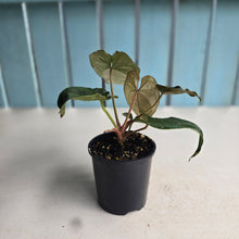 Load image into Gallery viewer, #RB18 Two x Headed Anthurium Black Panther x Luxurians