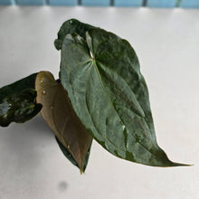 Load image into Gallery viewer, #RB18 Two x Headed Anthurium Black Panther x Luxurians