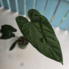 Load image into Gallery viewer, #R9 Anthurium NOID