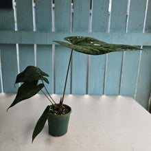 Load image into Gallery viewer, #R9 Anthurium NOID