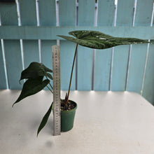 Load image into Gallery viewer, #R9 Anthurium NOID