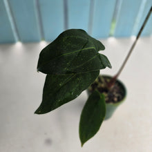 Load image into Gallery viewer, #R9 Anthurium NOID