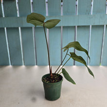 Load image into Gallery viewer, #R9 Anthurium NOID
