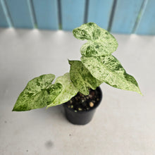 Load image into Gallery viewer, #R6 Alocasia Odora Batik