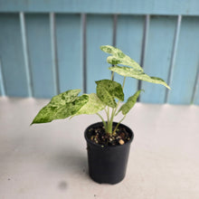 Load image into Gallery viewer, #R6 Alocasia Odora Batik