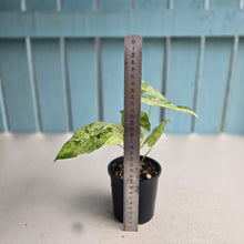 Load image into Gallery viewer, #R6 Alocasia Odora Batik