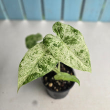 Load image into Gallery viewer, #R6 Alocasia Odora Batik