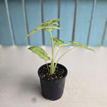 Load image into Gallery viewer, #R6 Alocasia Odora Batik