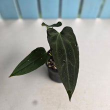 Load image into Gallery viewer, #RD49 Two x Headed Dark, Narrow Anthurium NOID
