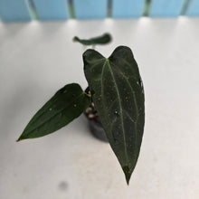 Load image into Gallery viewer, #RD49 Two x Headed Dark, Narrow Anthurium NOID