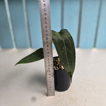 Load image into Gallery viewer, #RD49 Two x Headed Dark, Narrow Anthurium NOID