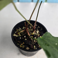 Load image into Gallery viewer, #RD49 Two x Headed Dark, Narrow Anthurium NOID