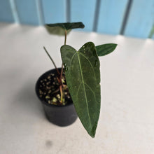 Load image into Gallery viewer, #RD49 Two x Headed Dark, Narrow Anthurium NOID