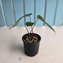 Load image into Gallery viewer, #RD49 Two x Headed Dark, Narrow Anthurium NOID