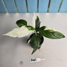 Load image into Gallery viewer, #R483 Spathiphyllum Picasso
