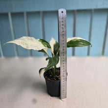 Load image into Gallery viewer, #R483 Spathiphyllum Picasso