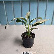 Load image into Gallery viewer, #R483 Spathiphyllum Picasso