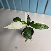 Load image into Gallery viewer, #R483 Spathiphyllum Picasso
