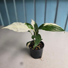 Load image into Gallery viewer, #R483 Spathiphyllum Picasso