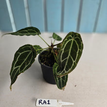 Load image into Gallery viewer, #RA1 Frilly, Miniature Anthurium Forgetii x - With Pups