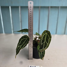 Load image into Gallery viewer, #RA1 Frilly, Miniature Anthurium Forgetii x - With Pups