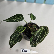 Load image into Gallery viewer, #RA1 Frilly, Miniature Anthurium Forgetii x - With Pups
