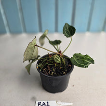 Load image into Gallery viewer, #RA1 Frilly, Miniature Anthurium Forgetii x - With Pups