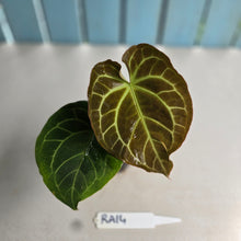 Load image into Gallery viewer, #RA14 Anthurium Crystallinum x