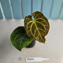 Load image into Gallery viewer, #RA14 Anthurium Crystallinum x