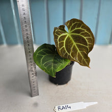Load image into Gallery viewer, #RA14 Anthurium Crystallinum x