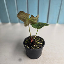 Load image into Gallery viewer, #RA14 Anthurium Crystallinum x