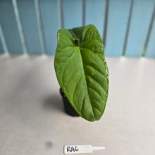 Load image into Gallery viewer, #RA6 Anthurium Green Tree Frog x