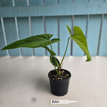 Load image into Gallery viewer, #RA6 Anthurium Green Tree Frog x