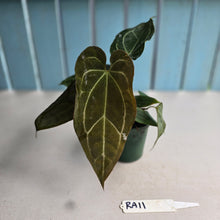 Load image into Gallery viewer, #RA11 Four x Headed Anthurium NOID