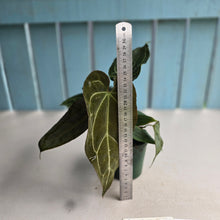 Load image into Gallery viewer, #RA11 Four x Headed Anthurium NOID