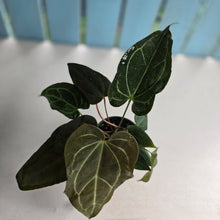 Load image into Gallery viewer, #RA11 Four x Headed Anthurium NOID