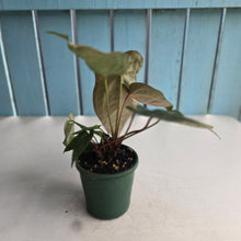 Load image into Gallery viewer, #RA11 Four x Headed Anthurium NOID