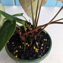 Load image into Gallery viewer, #RA11 Four x Headed Anthurium NOID