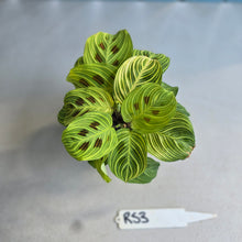 Load image into Gallery viewer, #RS3 Maranta Leuconeura Light Veins