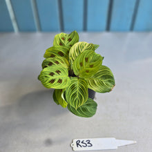 Load image into Gallery viewer, #RS3 Maranta Leuconeura Light Veins