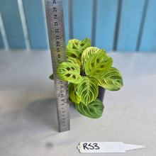 Load image into Gallery viewer, #RS3 Maranta Leuconeura Light Veins