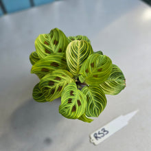 Load image into Gallery viewer, #RS3 Maranta Leuconeura Light Veins